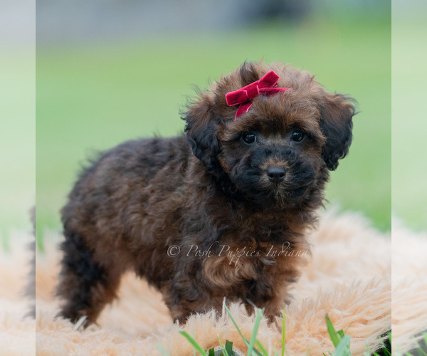 Medium Photo #27 Poodle (Miniature) Puppy For Sale in WARSAW, IN, USA
