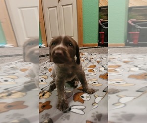 German Shorthaired Pointer Puppy for sale in LITTLE FALLS, MN, USA