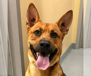 Frankie (Courtesy Post) - Foster or Adopt Me! - Male Mutt Dog for Adoption - Photo #8