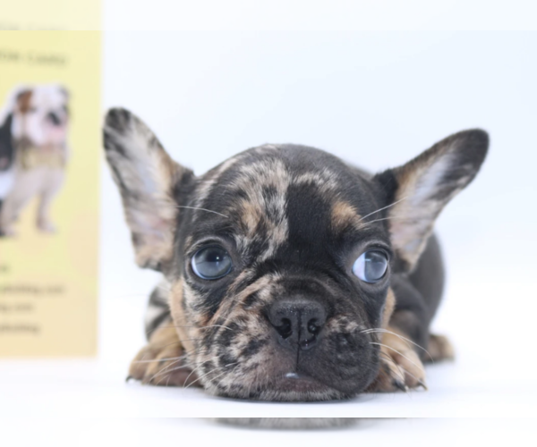 Medium Photo #1 French Bulldog Puppy For Sale in PALMA CEIA, FL, USA