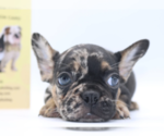Small Photo #1 French Bulldog Puppy For Sale in PALMA CEIA, FL, USA