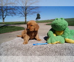 Small Photo #4 Golden Retriever Puppy For Sale in MILLERSBURG, OH, USA