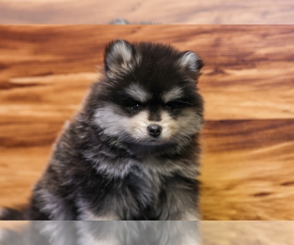 Medium Photo #1 Pomsky Puppy For Sale in DEER GROVE, IL, USA