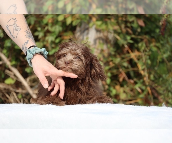 Medium Photo #33 ShihPoo Puppy For Sale in DYERSBURG, TN, USA