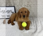 Small #3 Golden Retriever
