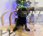 Puppy black male Labrador Retriever
