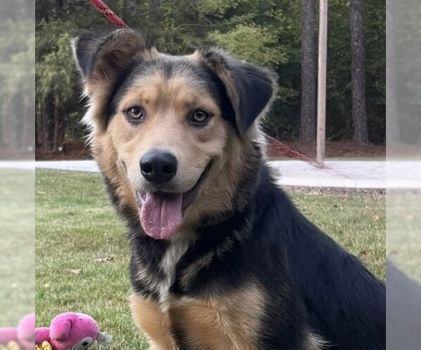 Medium Photo #1 Border Collie Puppy For Sale in Yardley, PA, USA