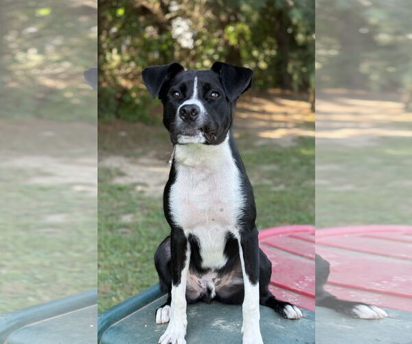 Medium Photo #13 Border Collie-Unknown Mix Puppy For Sale in Spring Lake, NJ, USA