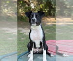 Small #12 Border Collie Mix