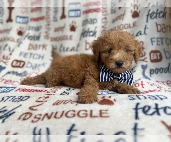 Medium Photo #1 Goldendoodle (Miniature) Puppy For Sale in LAKELAND, FL, USA