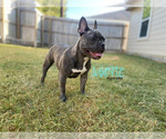 Small Photo #10 French Bulldog Puppy For Sale in BRYAN, TX, USA