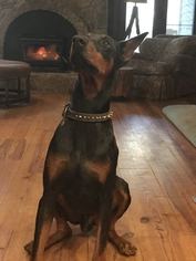 Father of the Doberman Pinscher puppies born on 09/20/2018