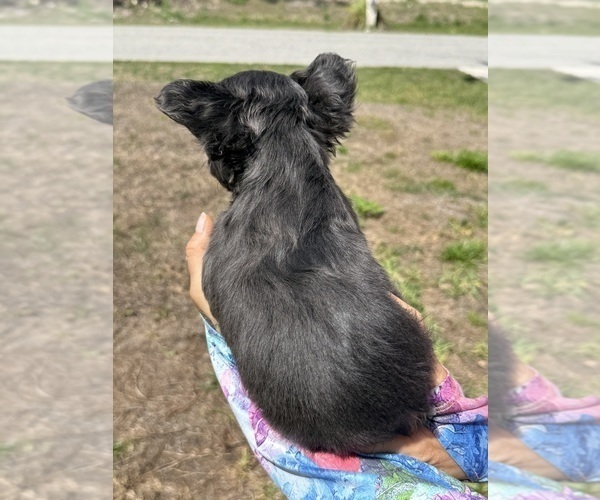 Medium Photo #24 French Bulldog Puppy For Sale in LEHIGH ACRES, FL, USA