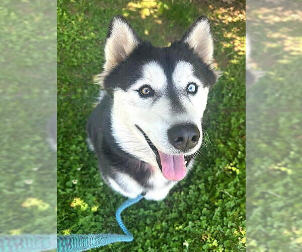 Medium Photo #1 Horgi Puppy For Sale in Sacramento, CA, USA