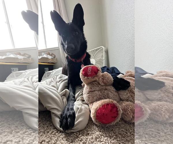 Medium Photo #4 German Shepherd Dog-Unknown Mix Puppy For Sale in Incline Village, NV, USA