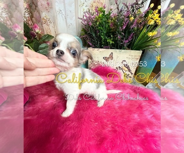 Medium Photo #5 Chihuahua Puppy For Sale in TRACY, CA, USA