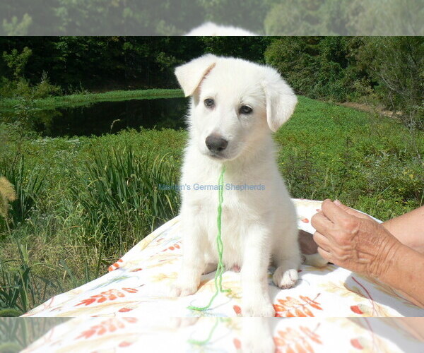 Medium Photo #5 German Shepherd Dog Puppy For Sale in PIEDMONT, MO, USA