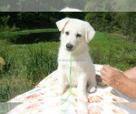 Small #4 German Shepherd Dog