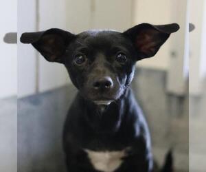 Chihuahua-Unknown Mix Dogs for adoption in San Antonio, TX, USA