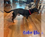 Small #6 Dachshund