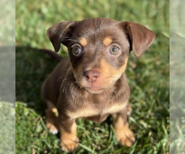 Medium Photo #8 Chiweenie Puppy For Sale in San Diego, CA, USA