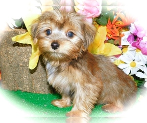 Poodle (Toy)-Yorkshire Terrier Mix Puppy for sale in HAMMOND, IN, USA