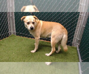 Labrador Retriever-Unknown Mix Dogs for adoption in Downey, CA, USA