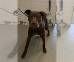 GRAHAM - Male Mutt Dog for Adoption - Small photo