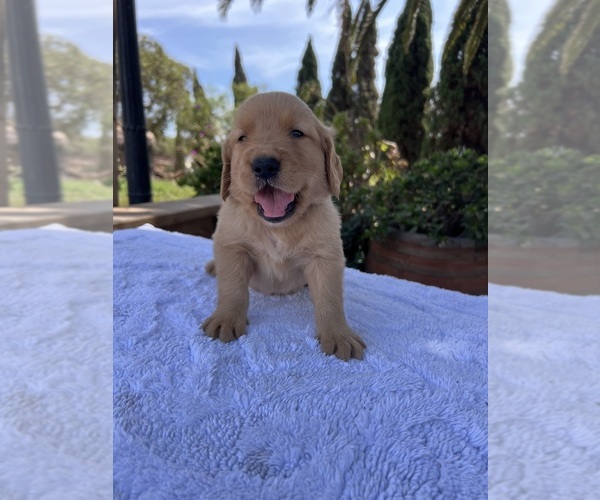 Medium Photo #2 Golden Retriever Puppy For Sale in GREENFIELD, CA, USA