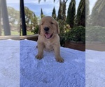 Small #1 Golden Retriever