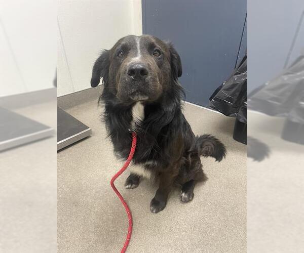 Medium Photo #1 Border Collie-Unknown Mix Puppy For Sale in HESPERIA, CA, USA