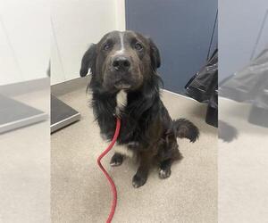 Border Collie-Unknown Mix Dogs for adoption in HESPERIA, CA, USA