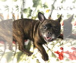 Small #4 Faux Frenchbo Bulldog