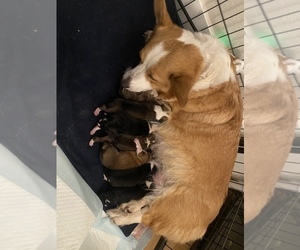 Mother of the Pembroke Welsh Corgi puppies born on 10/22/2022