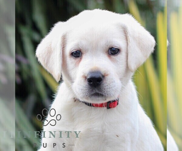 Medium Photo #4 Labrador Retriever Puppy For Sale in GORDONVILLE, PA, USA