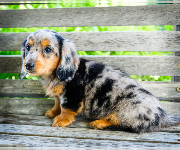 Medium Photo #5 Dachshund Puppy For Sale in WAKARUSA, IN, USA