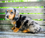 Small #4 Dachshund