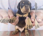 Small Photo #2 Doberman Pinscher Puppy For Sale in SAN DIEGO, CA, USA