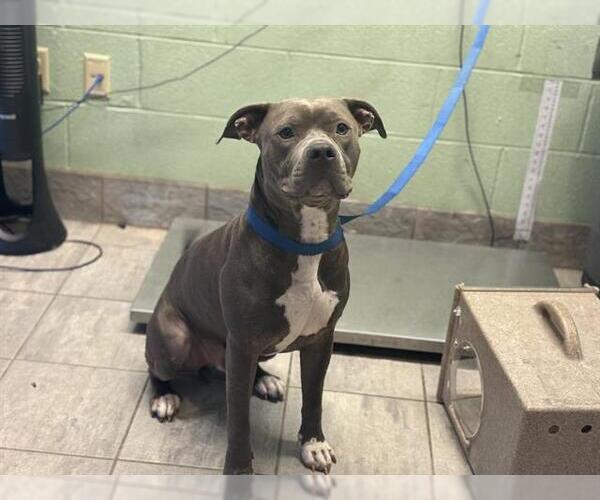 Medium Photo #1 American Staffordshire Terrier-Unknown Mix Puppy For Sale in Grand Prairie, TX, USA