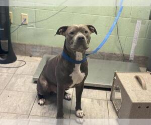 American Staffordshire Terrier-Unknown Mix Dogs for adoption in Grand Prairie, TX, USA