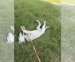 Small #1 American Pit Bull Terrier-Labrador Retriever Mix
