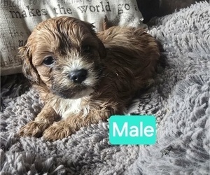 Mal-Shi-Poodle (Toy) Mix Puppy for sale in BURLINGTON, MA, USA