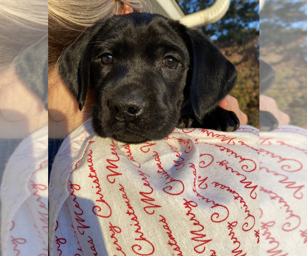 Medium Photo #11 Labrador Retriever Puppy For Sale in BREWSTER, WA, USA