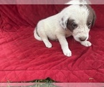 Small Photo #38 Borador Puppy For Sale in MARION, VA, USA