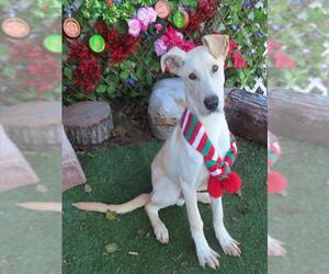 German Shepherd Dog-Unknown Mix Dogs for adoption in Oklahoma City, OK, USA