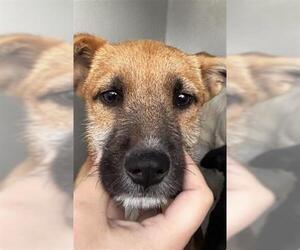 Labrador Retriever-Unknown Mix Dogs for adoption in Houston, TX, USA