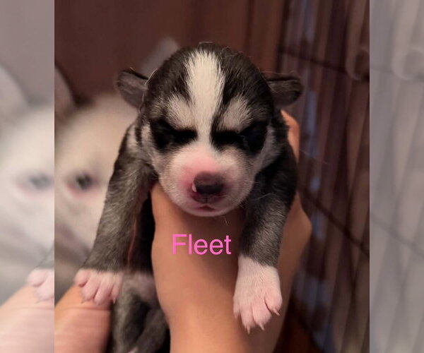 Medium Photo #2 Siberian Husky Puppy For Sale in Matawan, NJ, USA