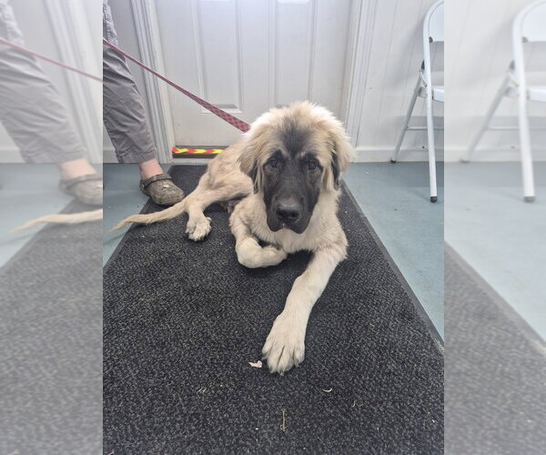 Medium Photo #1 Anatolian Shepherd-Unknown Mix Puppy For Sale in Linton, IN, USA