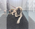 Small Anatolian Shepherd Mix