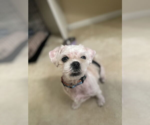 Medium Photo #6 Shih Tzu Puppy For Sale in Mundelein, IL, USA